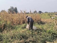 Hastalık tarlayı vurdu, çiftçi perişan oldu: Tarihin en kötü hasadı