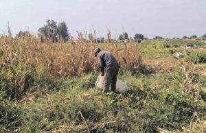 Hastalık tarlayı vurdu, çiftçi perişan oldu: Tarihin en kötü hasadı